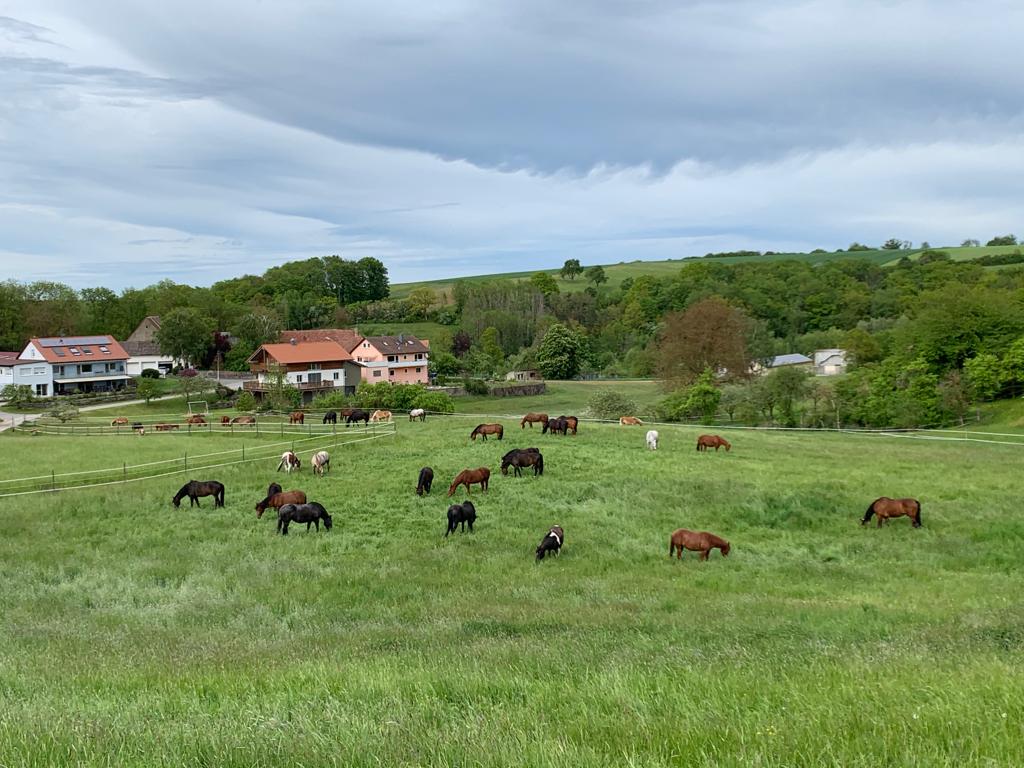 Weite Pferdekoppeln von Sauers Pferdehof mit Blick über Rieden