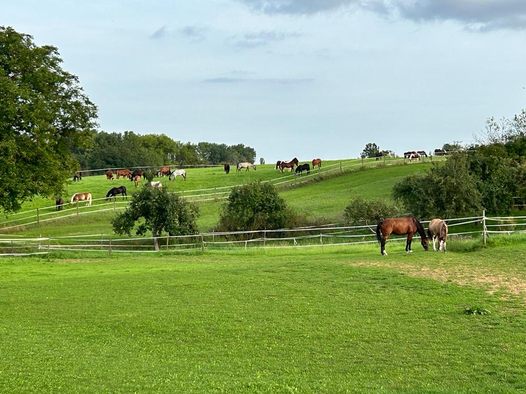 Pferde grasen auf hügeligen Weiden