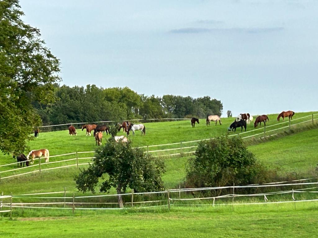 Mehrere Koppeln mit grasenden Pferden
